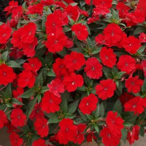 Sunpatiens É Flor De Sol Pleno E Aguenta Calor - Minhas Plantas